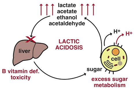  Lactic Acid: Miten Se Valloittaa Muoviteollisuuden ja Kestävän Energiantuotannon?